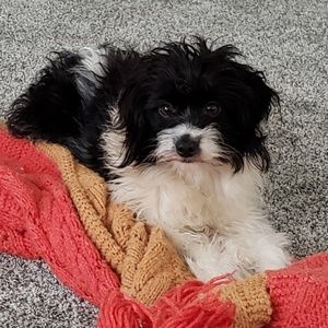 Meet your Posher, Ronnie